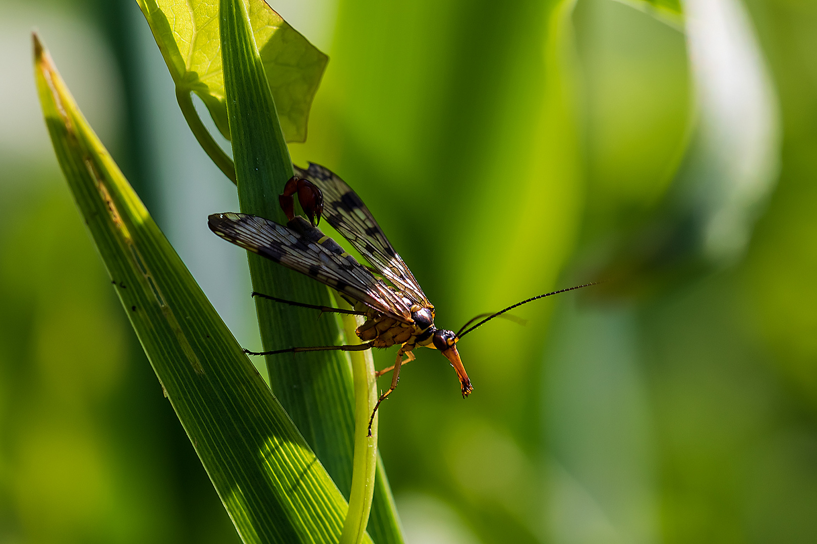 aus der wunderbaren Welt der kleinen Tiere