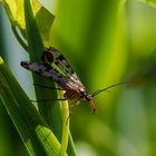 aus der wunderbaren Welt der kleinen Tiere