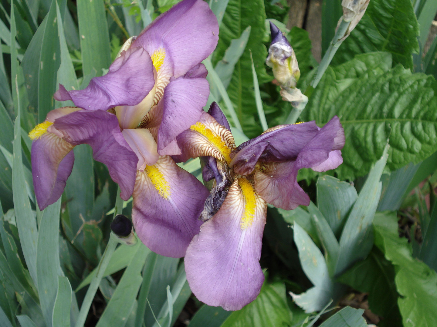 Aus der zeit als ich meinen garten noch hatte - ich mochte diese art der blumen sehr