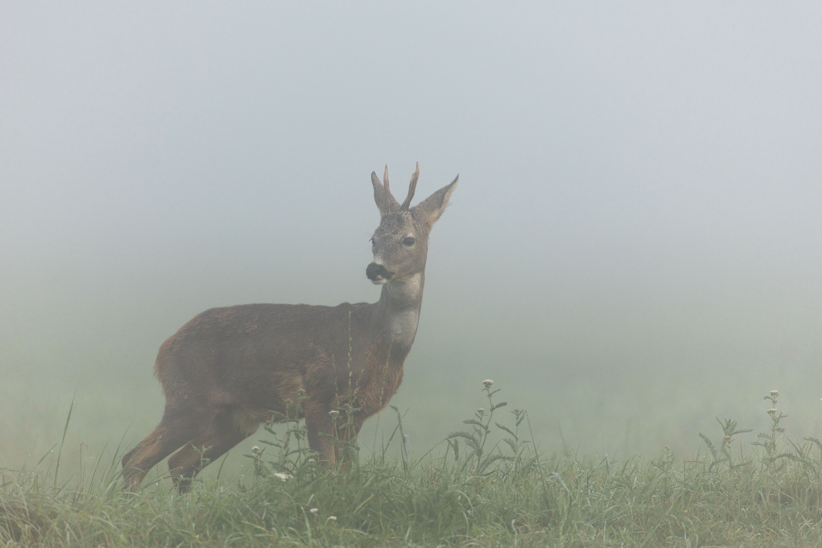 Aus dichtem Morgennebel...