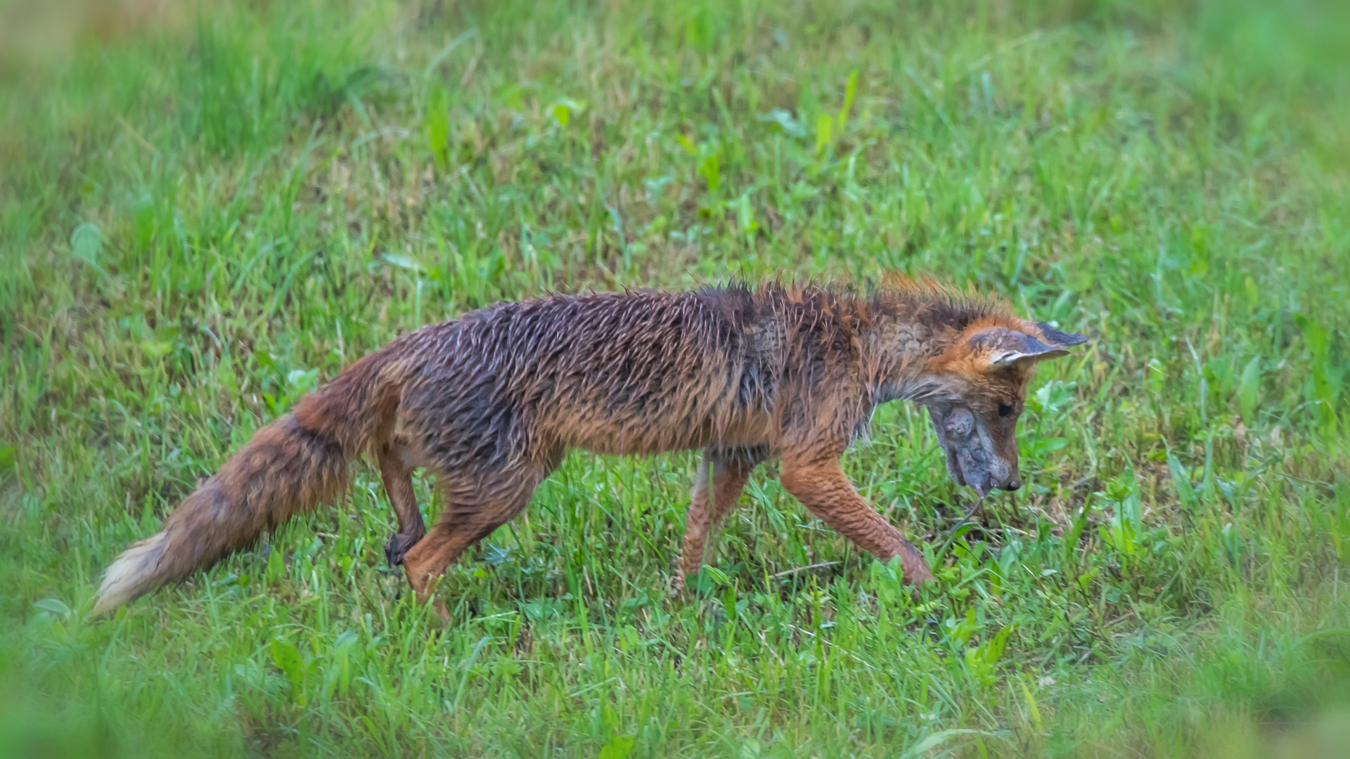 Aus die Maus  / 3