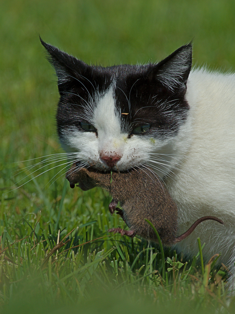 Aus die Maus