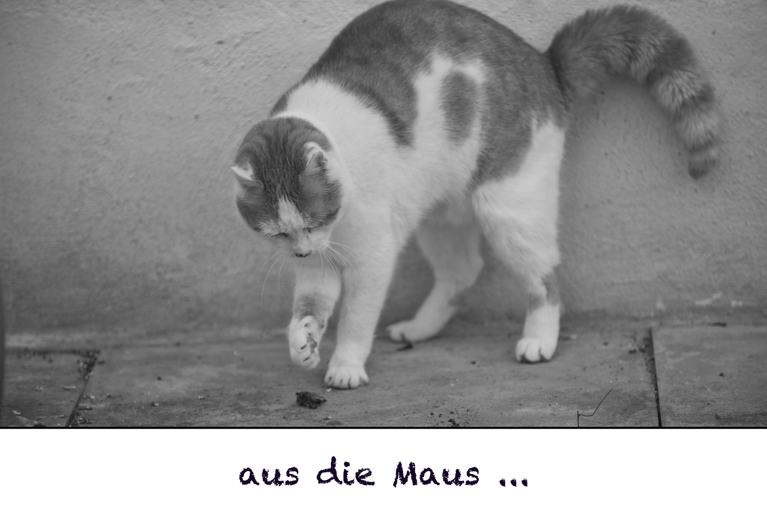 aus die Maus ...