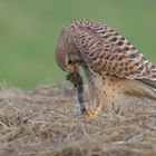 Aus die Maus ... dieses Turmfalken Weibchen (Falco tinnunculus) ...