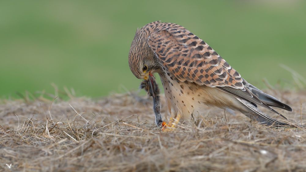 Aus die Maus ... dieses Turmfalken Weibchen (Falco tinnunculus) ...