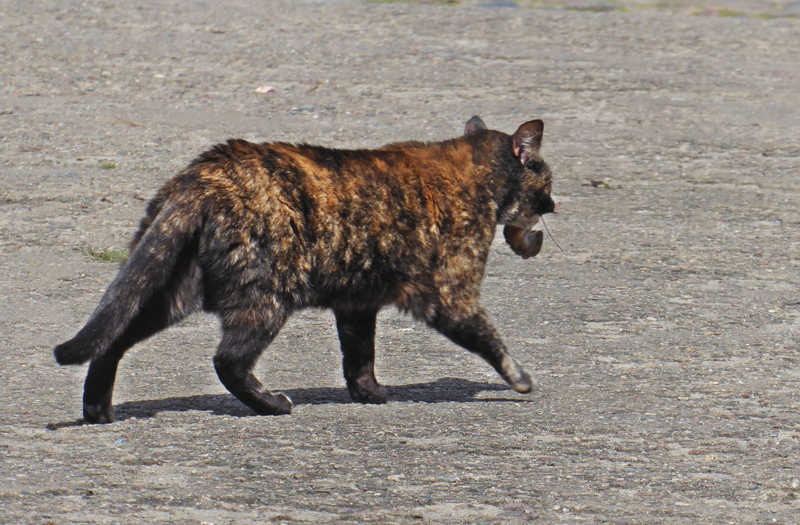 Aus die Maus