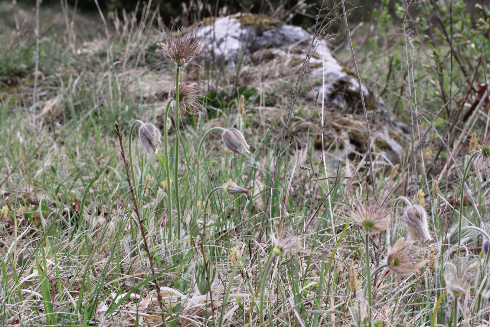 Aus die Maus mit Küchenschellen in der Blüte