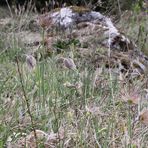 Aus die Maus mit Küchenschellen in der Blüte