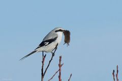 Aus die Maus - Raubwürger (Lanius excubitor) mit Maus