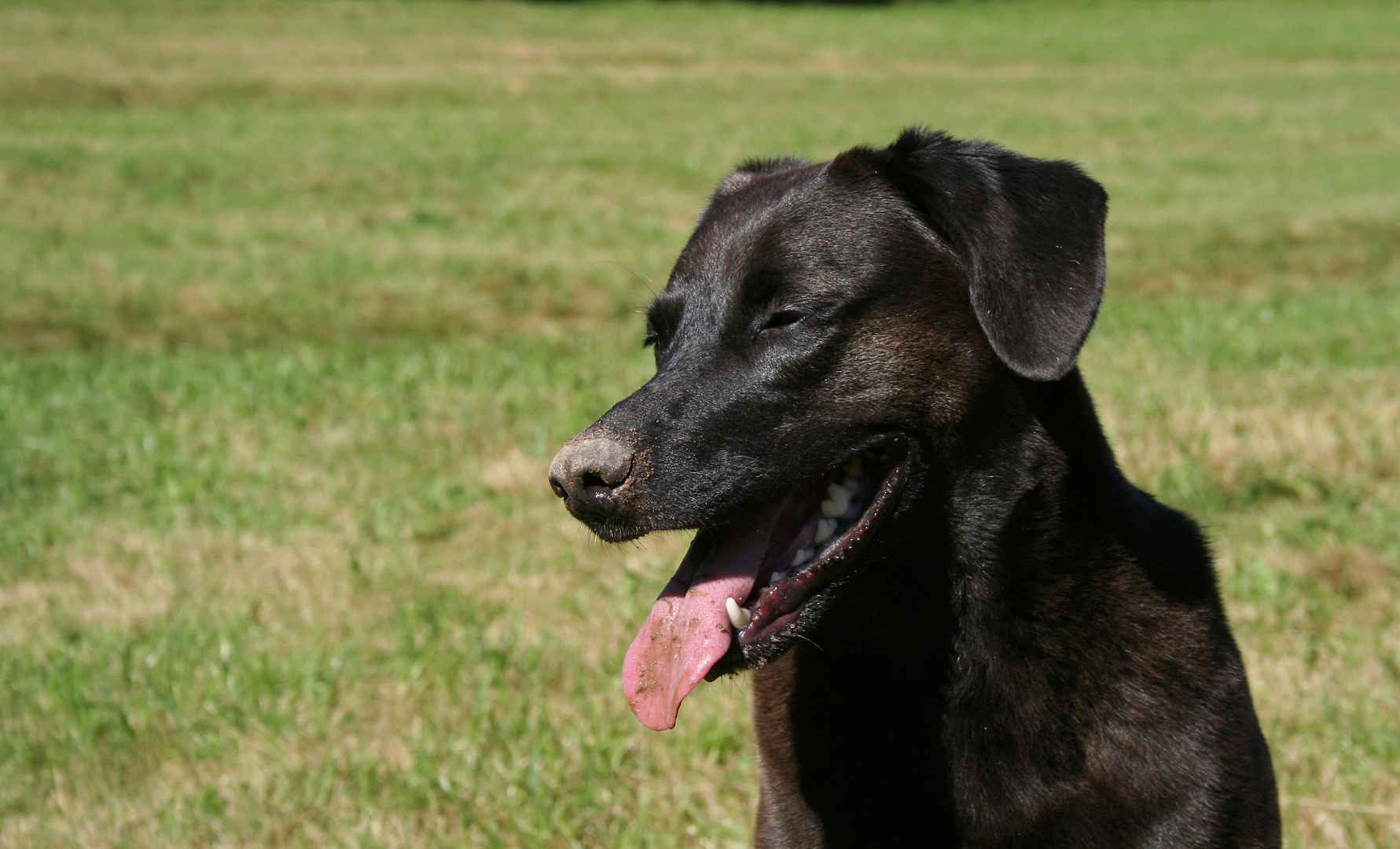 Aus die Maus: Retriever beim Mauseln