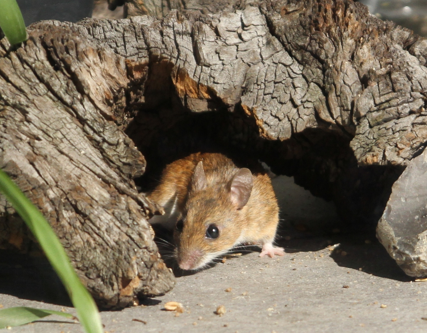 Aus, die neugierige Maus