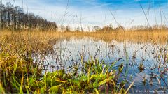 Aus diesem Blickwinkel sieht der Frosch das Moor... :-)