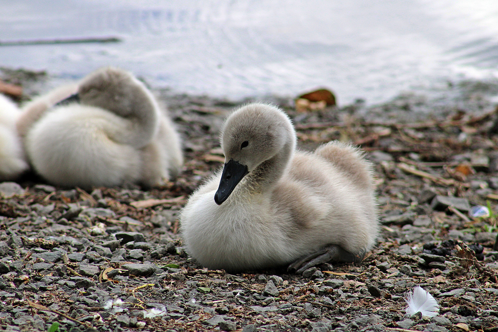 Aus diesem hässlichen Entchen wird mal ein stolzer Schwan.