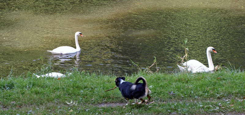 aus diesem Sprung ins Wasser wurde nichts:-)))