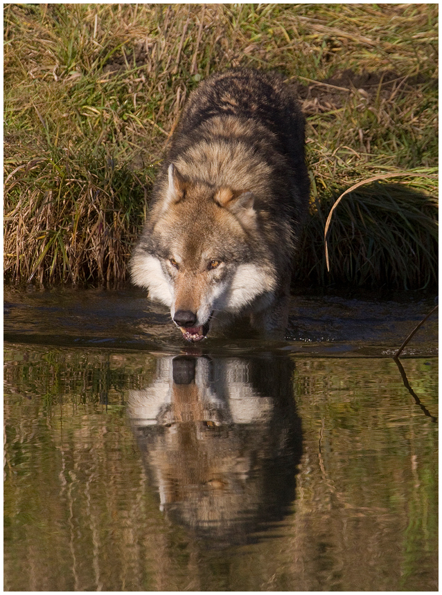Aus dieser Quelle trinkt der Wolf! Foto & Bild tiere, zoo, wildpark & falknerei, säugetiere Aus dieser Quelle trinkt der Wolf! Foto & Bild tiere, zoo, wildpark & falknerei, säugetiere