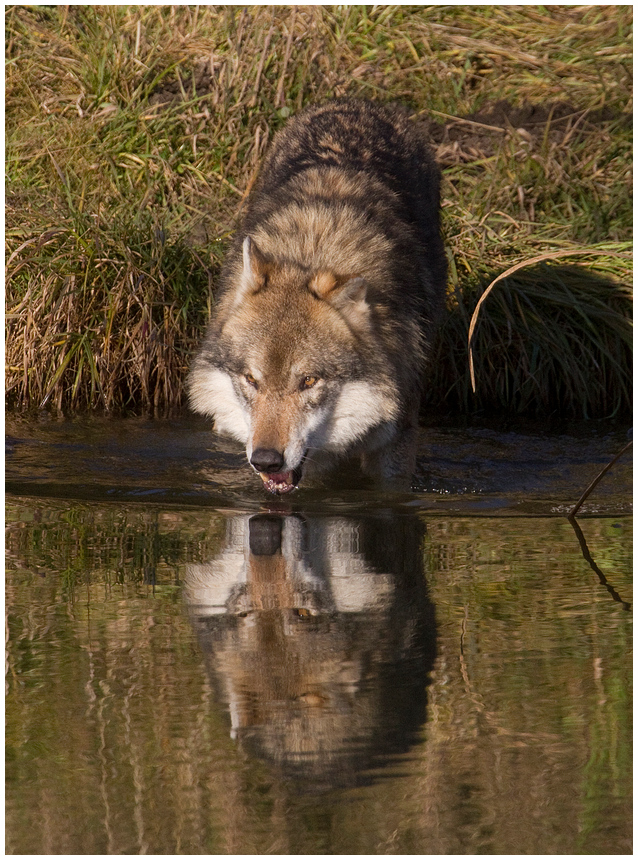 Aus dieser Quelle trinkt der Wolf!