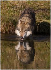 Aus dieser Quelle trinkt der Wolf!