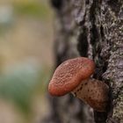 Aus einem Baum