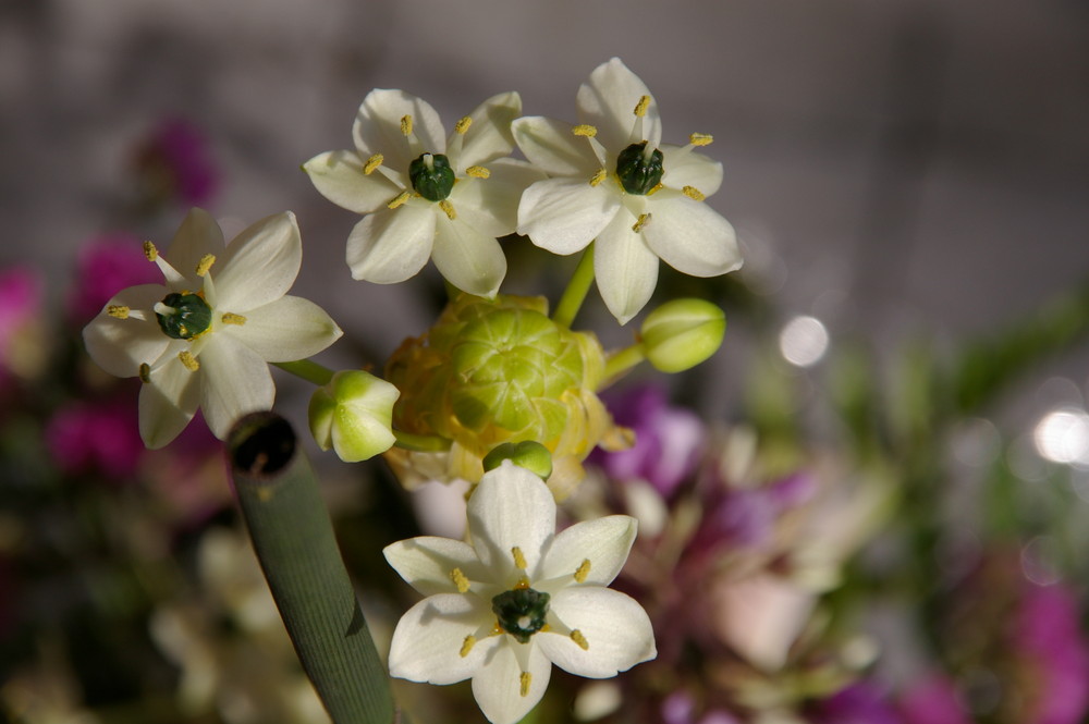 aus einem Blumenstrauß...