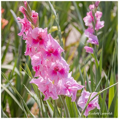 Aus einem Gladiolenfeld