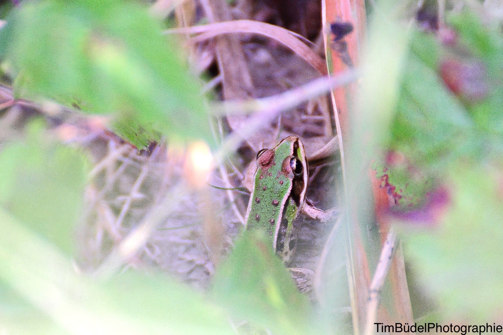 Aus einem kleinen Frosch, wird später mal ein großer Frosch (01)