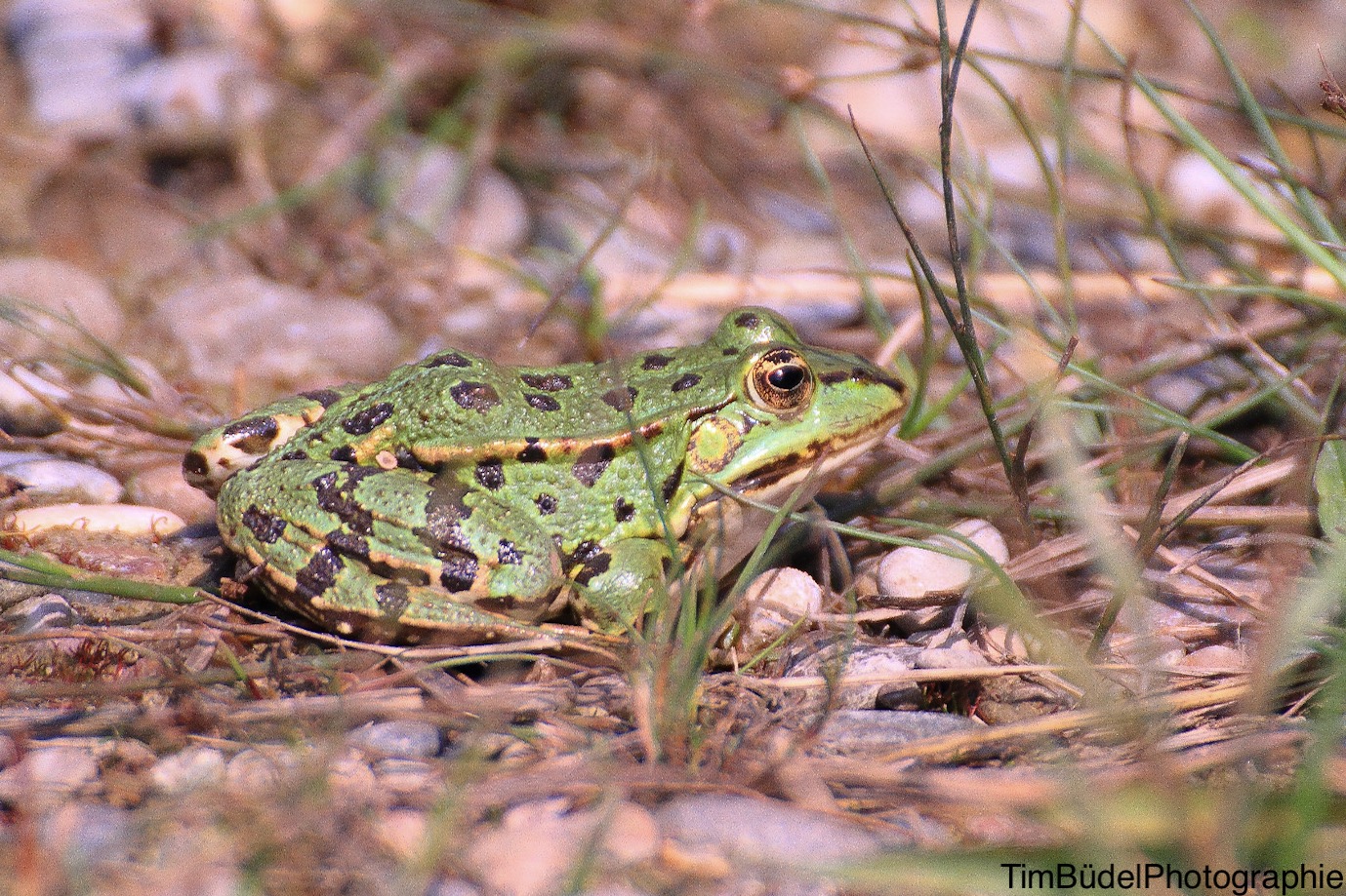 Aus einem kleinen Frosch, wird später mal ein großer Frosch (02)