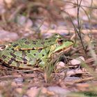 Aus einem kleinen Frosch, wird später mal ein großer Frosch (02)