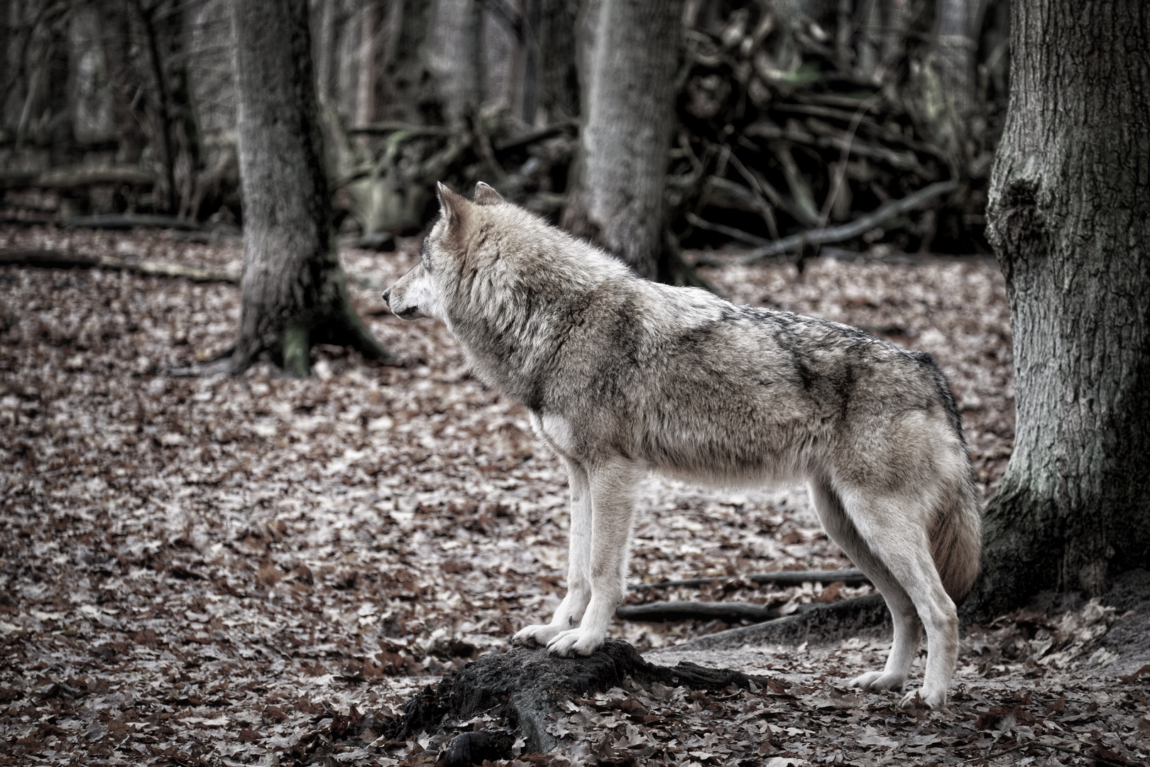 Aus einem Wolf wird kein Hüterhund