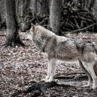 Aus einem Wolf wird kein Hüterhund