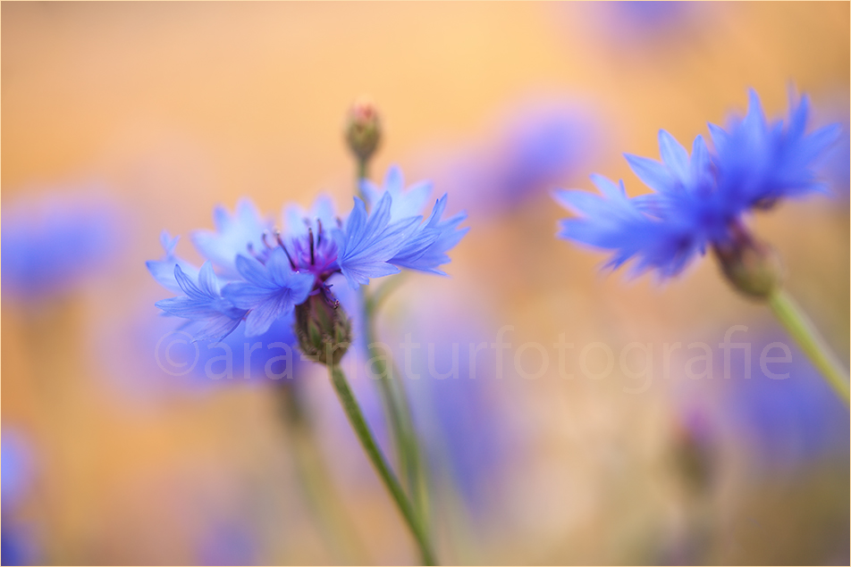 Aus einemn Meer von Kornblumen .....