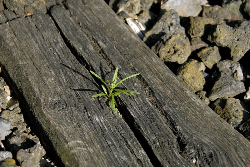 Aus einer alten Holzschwelle wächst eine neue Pflanze