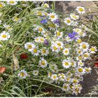 aus einer Blumenwiese im Sonnenlicht