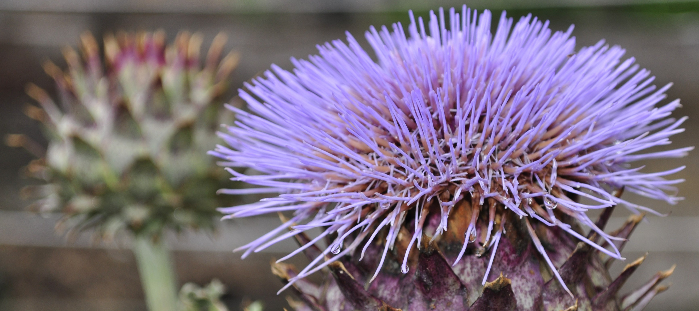 aus einer interessiaten Knospe wird eine interessante Blüte