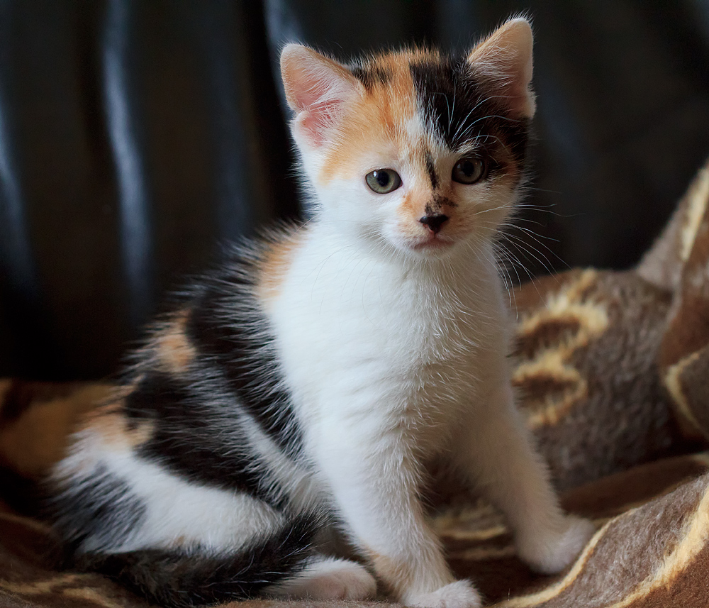 Aus einer Katzenfamilie 3