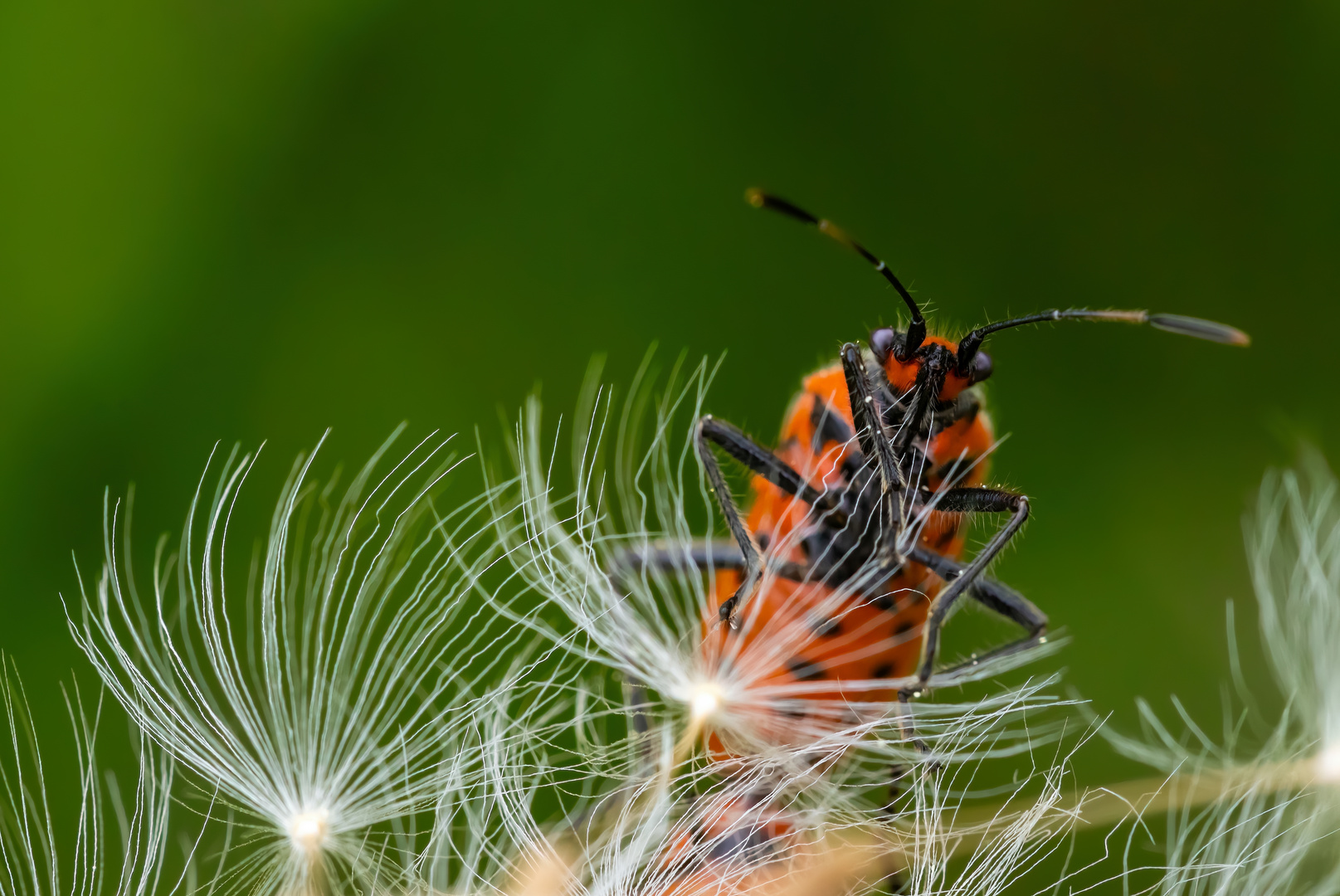 Aus einer Pusteblume