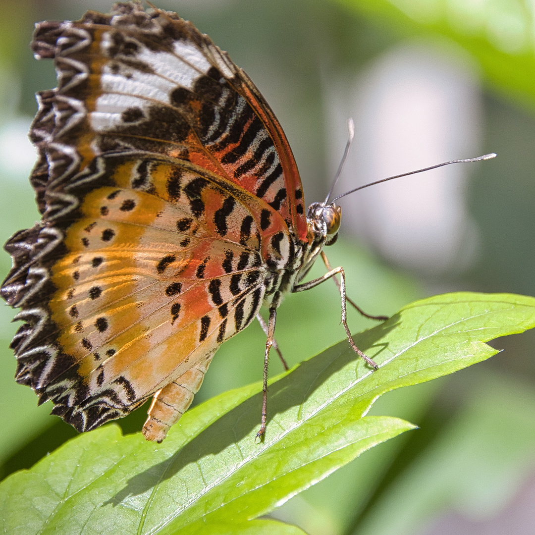 Aus einer Raupe wurde dieser Schmetterling...