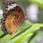 Aus einer Raupe wurde dieser Schmetterling...