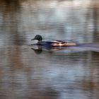 aus einer Stockente wird eine "Mitzieh-Ente"