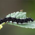 aus einer unkrautecke im garten [2]