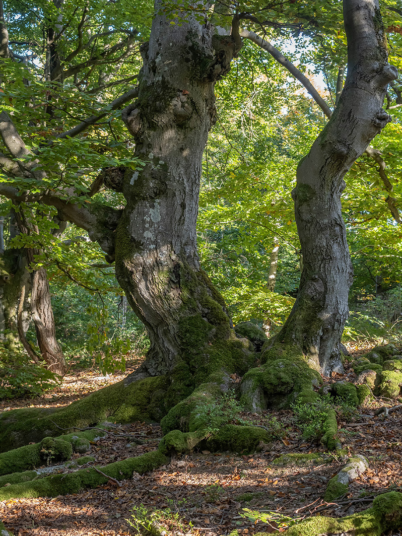 Aus eins mach zwei Foto &amp; Bild | wald, bäume, natur Bilder auf ...
