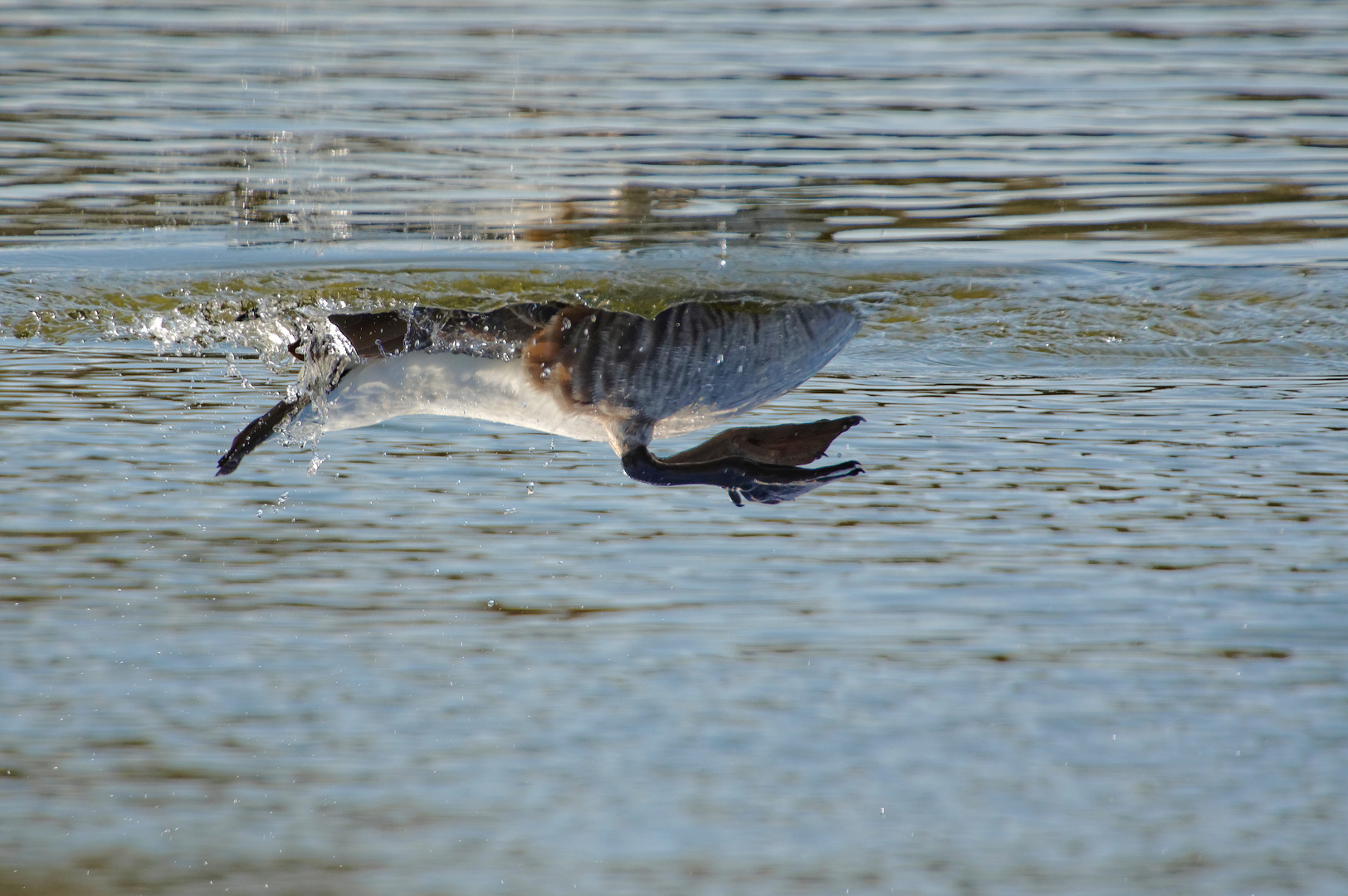 Aus Fisches Sicht!