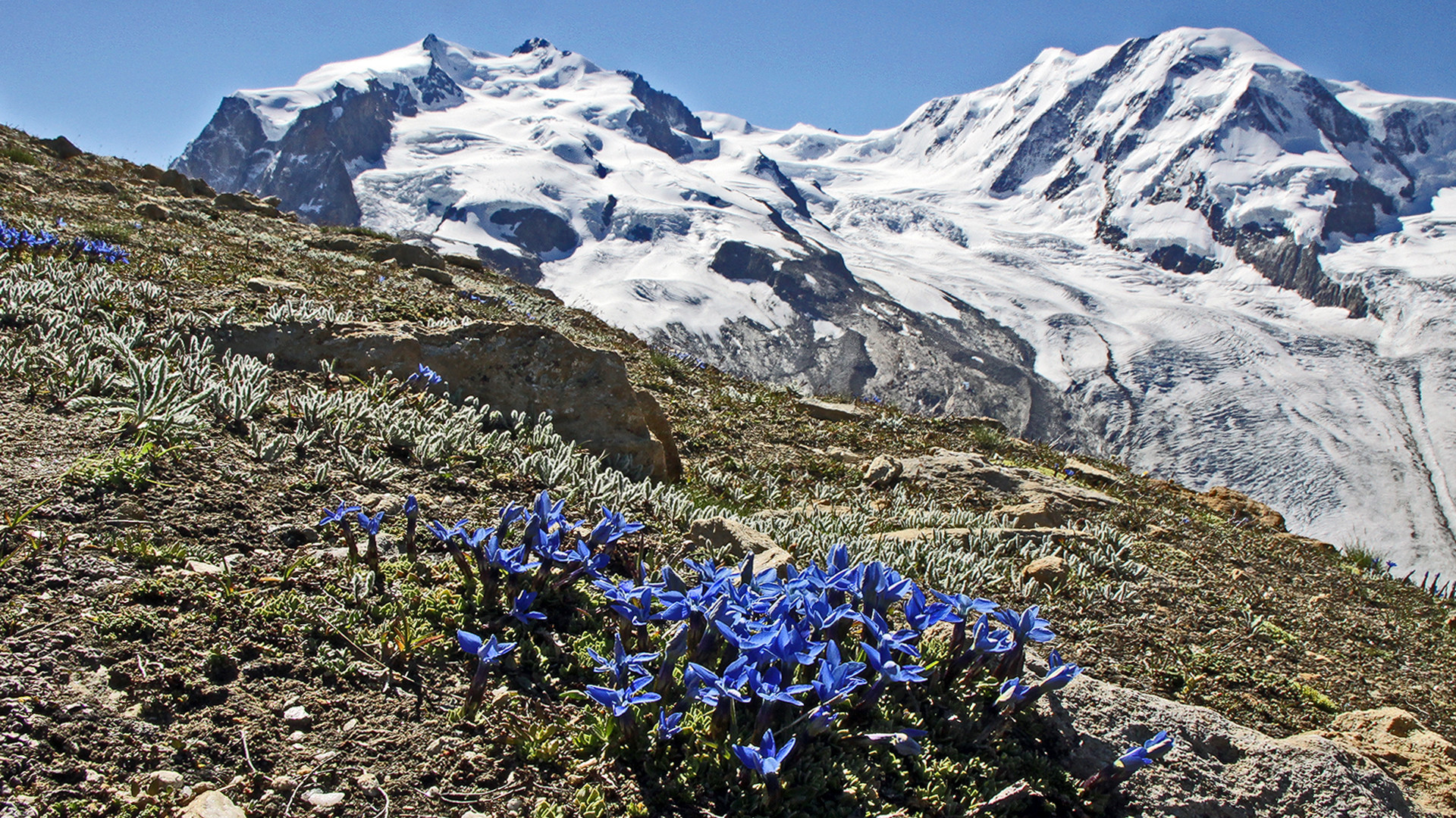 Aus Freude vor dem Frühling eines meiner wichtigsten, weil seltesten Frühlingsbilder...