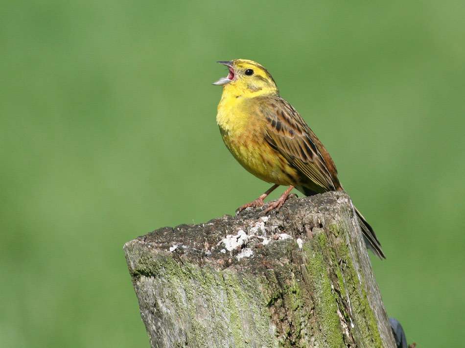 Aus goldener Kehle