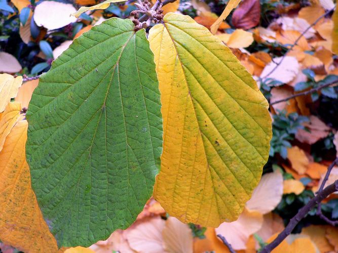 aus grün wird gelb - Blätter der Zaubernuß