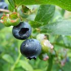 Aus grünen Beeren werden leckere Blaubeeren