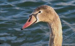 Aus ihm wird mal ein schöner Schwan