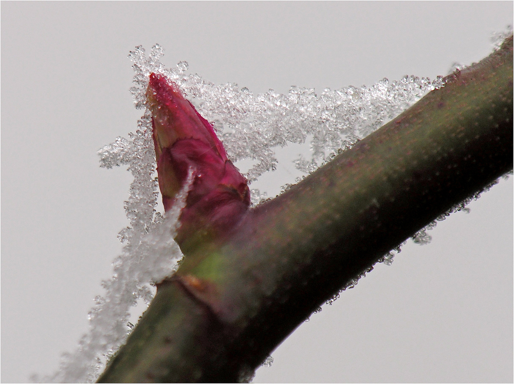 Aus Knospen werden Rosen