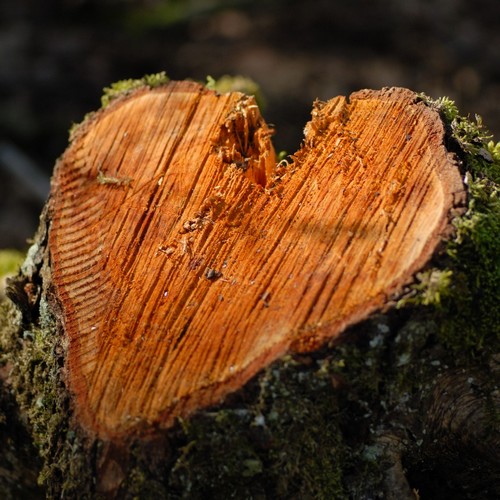 aus liebe zum holzfäller