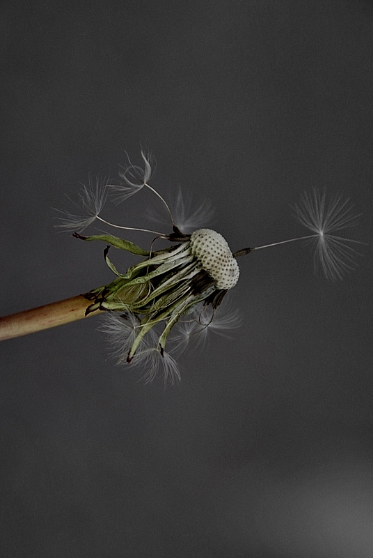 Aus Löwenzahn wird Pusteblume