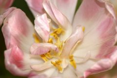 Aus Marguerites Garden, Makroaufnahme, Tulpenblüte